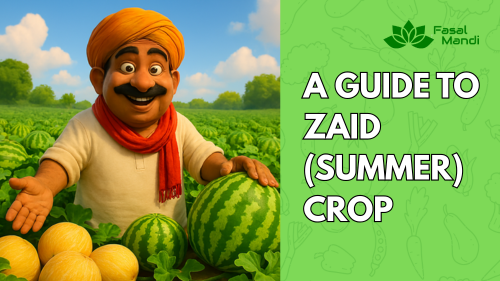 Zaid Crop